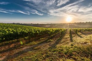 Azienda agricola dove si trova un rudere