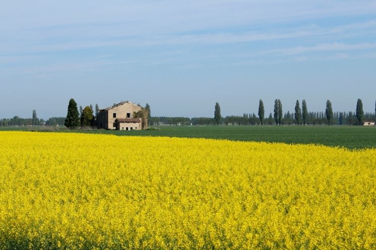 acquisto-terreno-agricolo