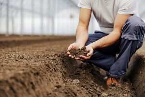 Cassazione-ordinanza-25-agosto-2023_contratti_agrari